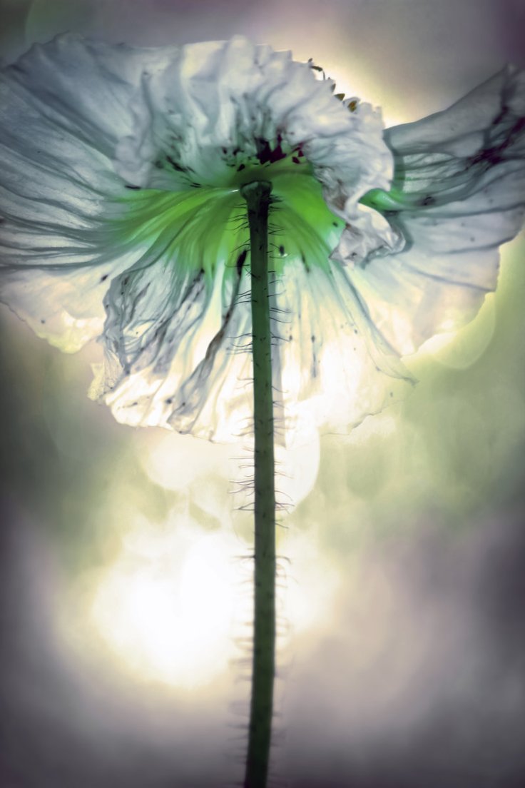 poppy_by_gatoon2510-d4ojqw9