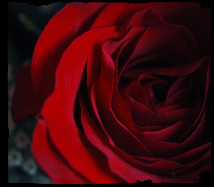 rose blooms www.saturdaysoul.com