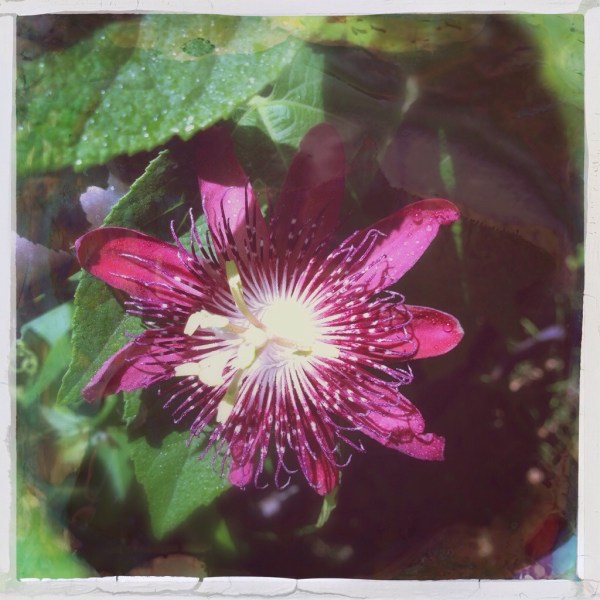 Passion flower blooms at night saturdaysoul.com