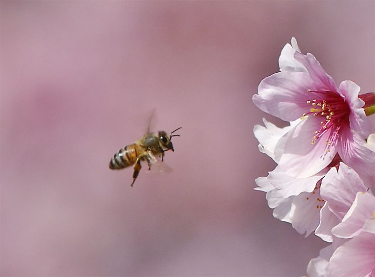 cherry-blossom-bee (1)