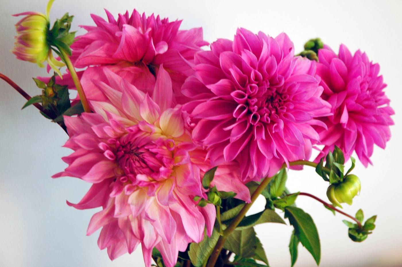 beautiful pink flowers from Paris
