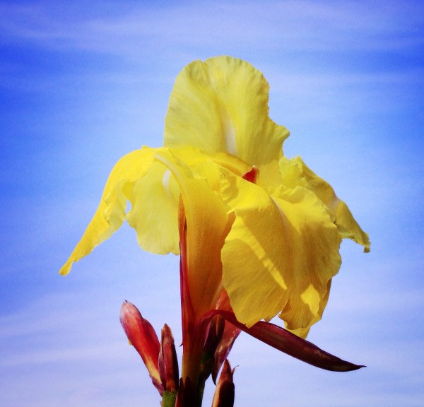 being aware large yellow flower against blue sky