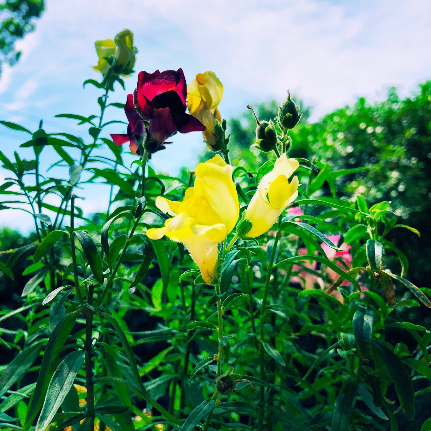 living life in radical amazement flowers against blue sky
